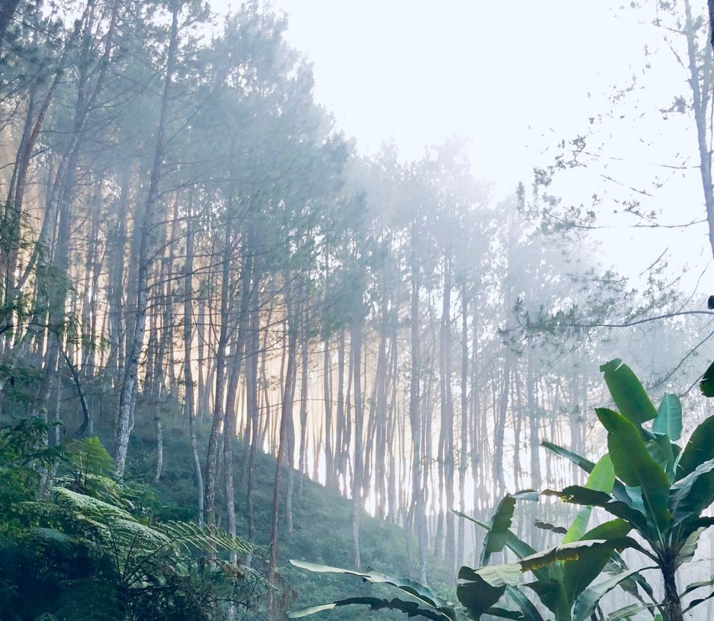 Домородни демонстранти упаднаа на КОП30 во Бразил, како протест против уништувањето на амазонските шуми