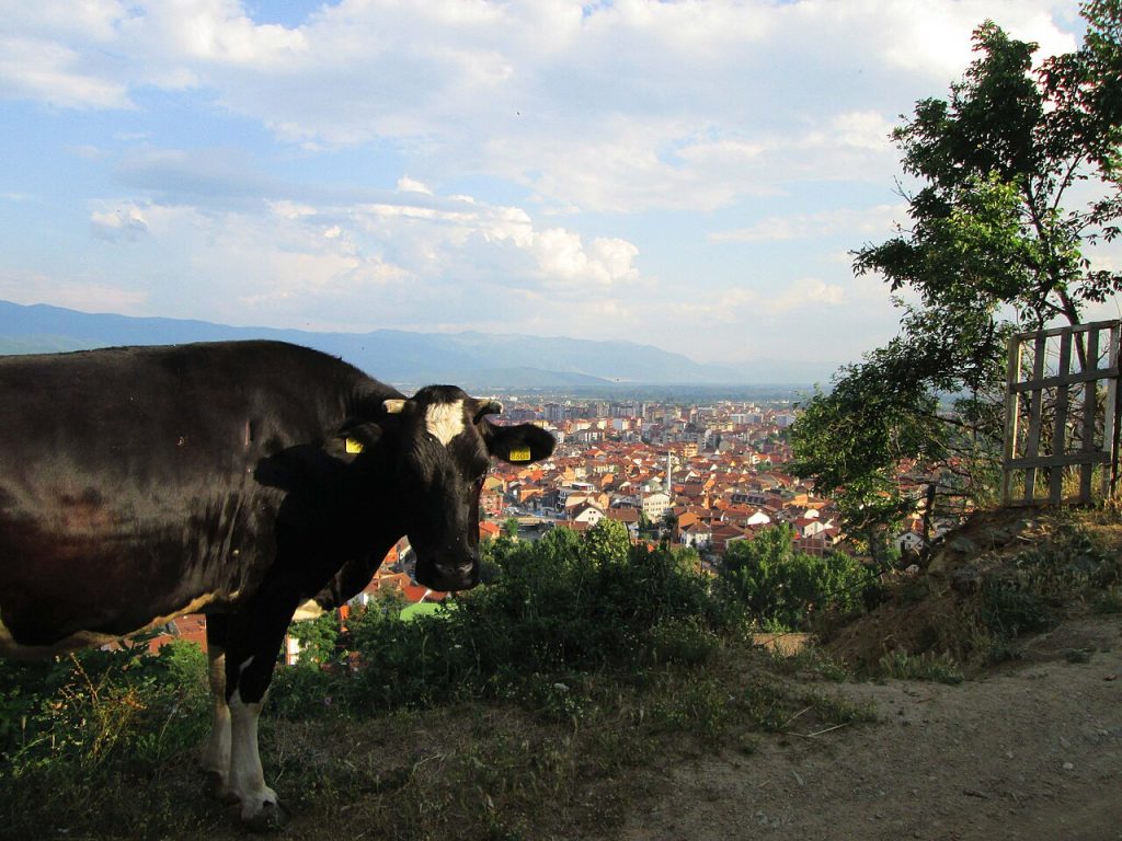 Воловите во потрага по азил, медиумите во потрага по кликови